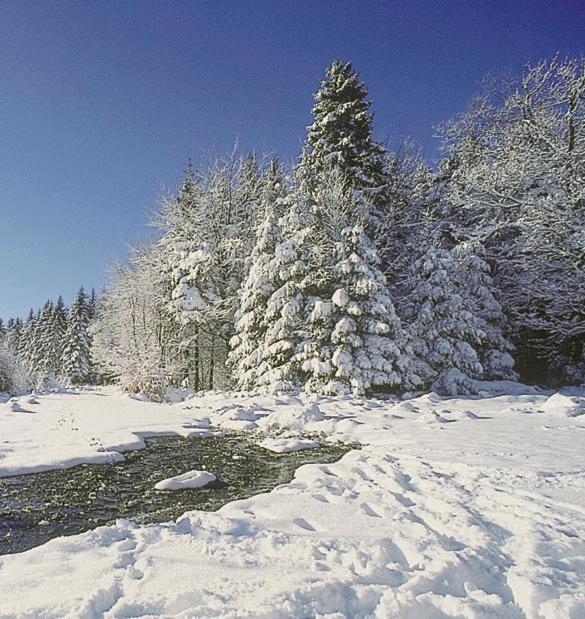Camping De Binnenvaart Superior Chalet Aan de Wolfsberg Eksteriør bilde